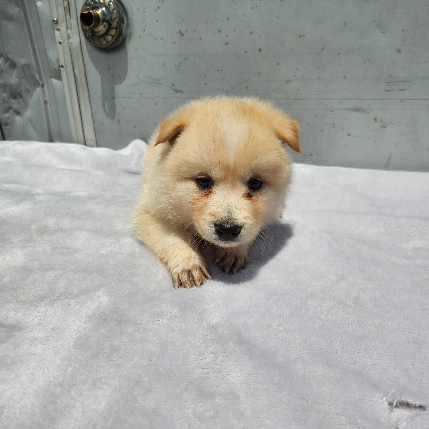 부산동물보호센터_426326202300190